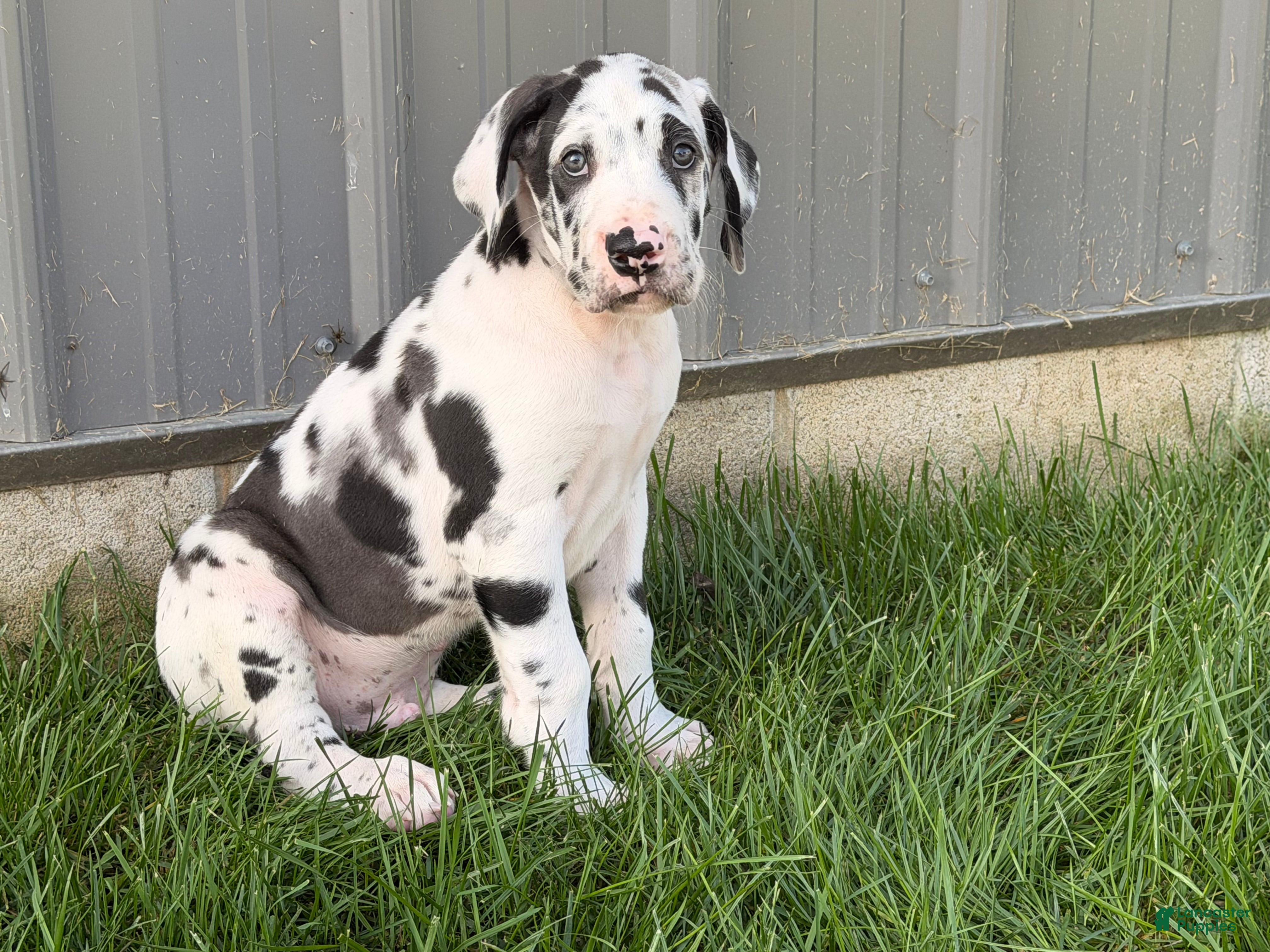 Great Dane dogs Landon  - Ad 2