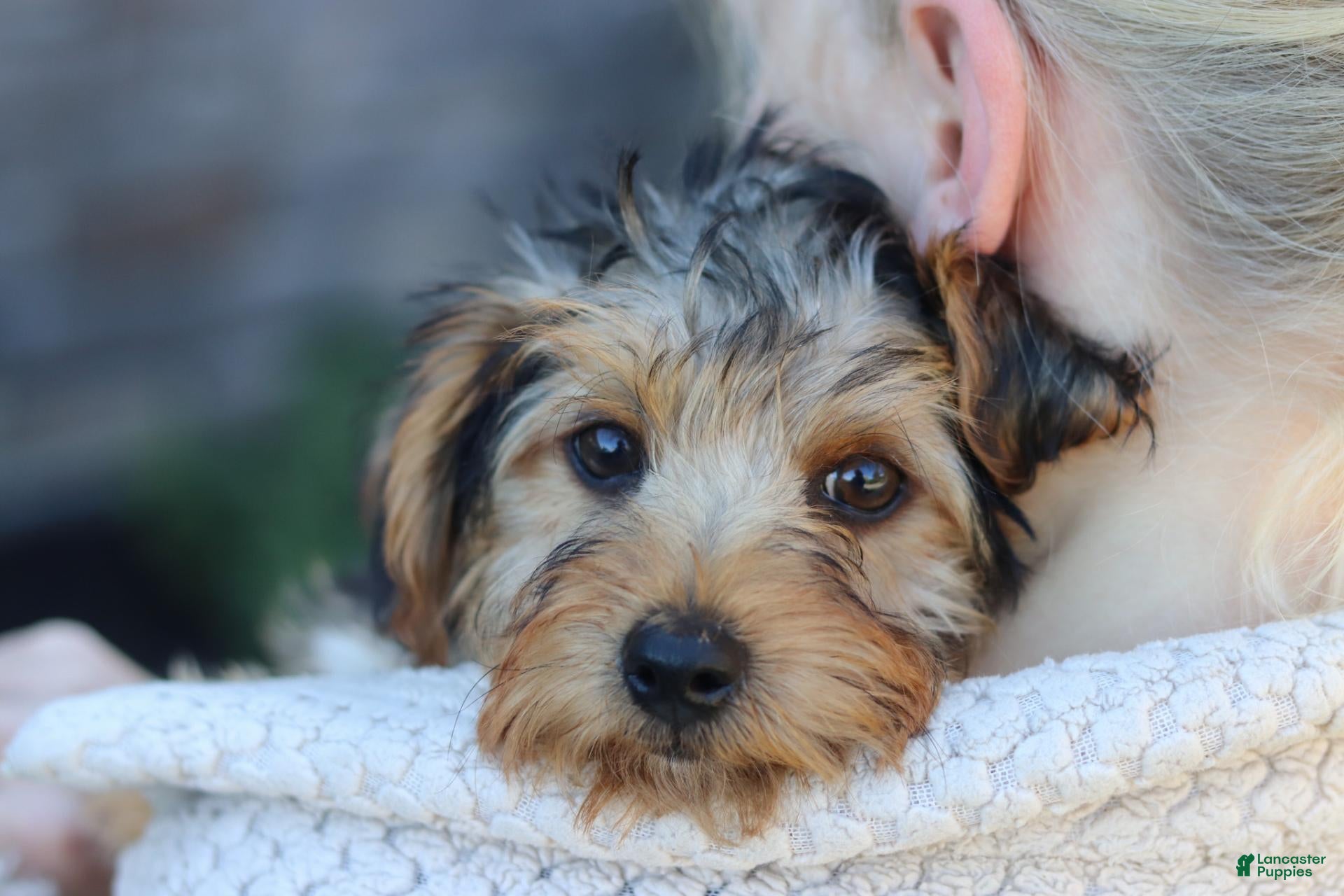 Yorkiepoo dogs for sale: Myles - Ad 1
