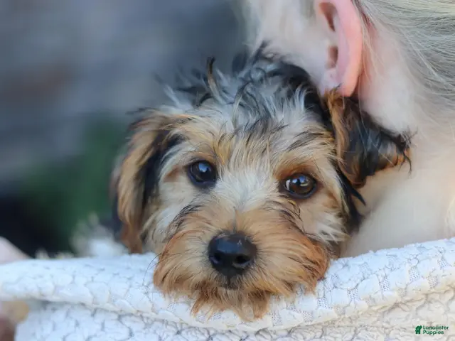 Yorkiepoo dogs for sale: Myles - Ad 1