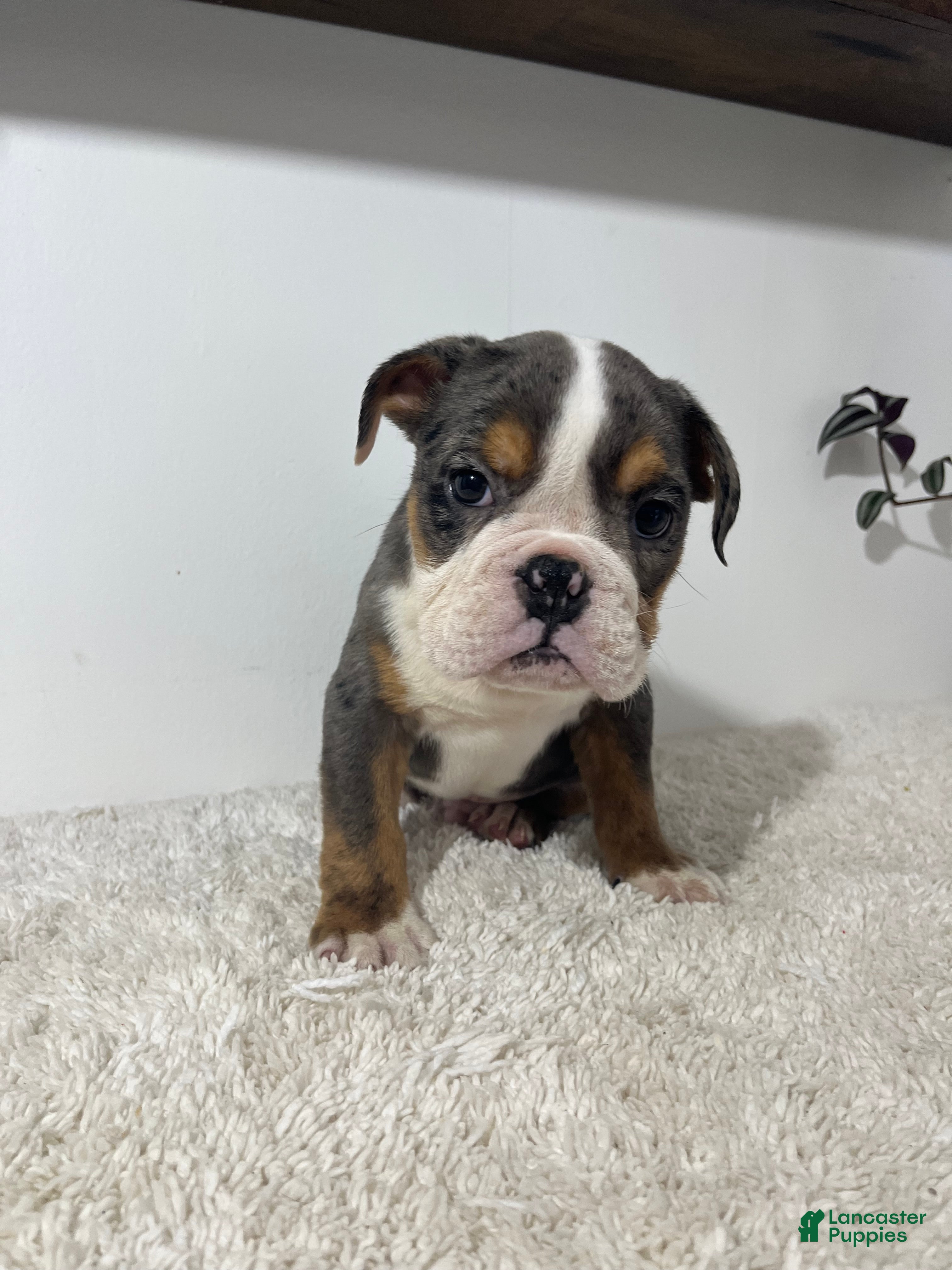 English Bulldog dogs Max - Ad 2
