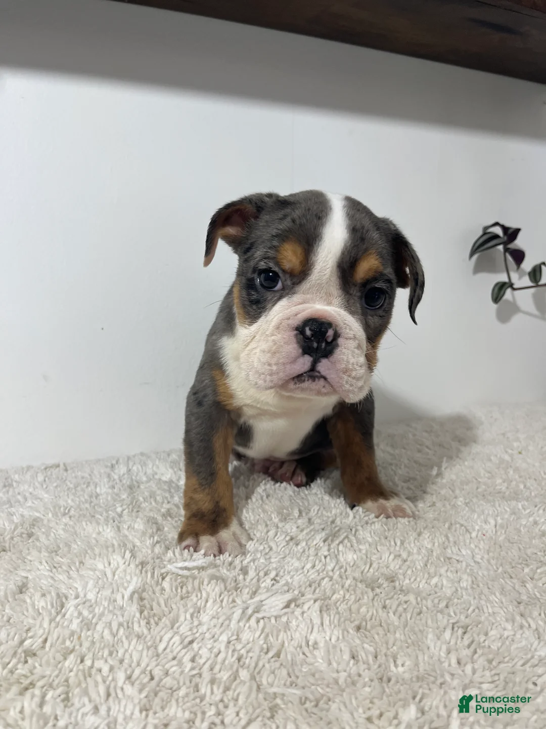 English Bulldog dogs for sale: Max - Ad 2