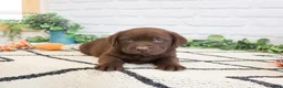 Labrador Retriever dogs for sale: Simba - Ad 4