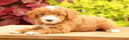 Miniature Poodle dogs for sale: Tessa - Ad 7