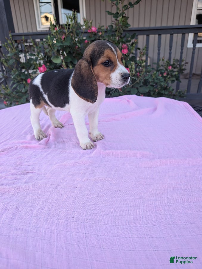 Beagle dogs Sally - Ad 1