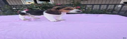 Beagle dogs for sale: Sally - Ad 1