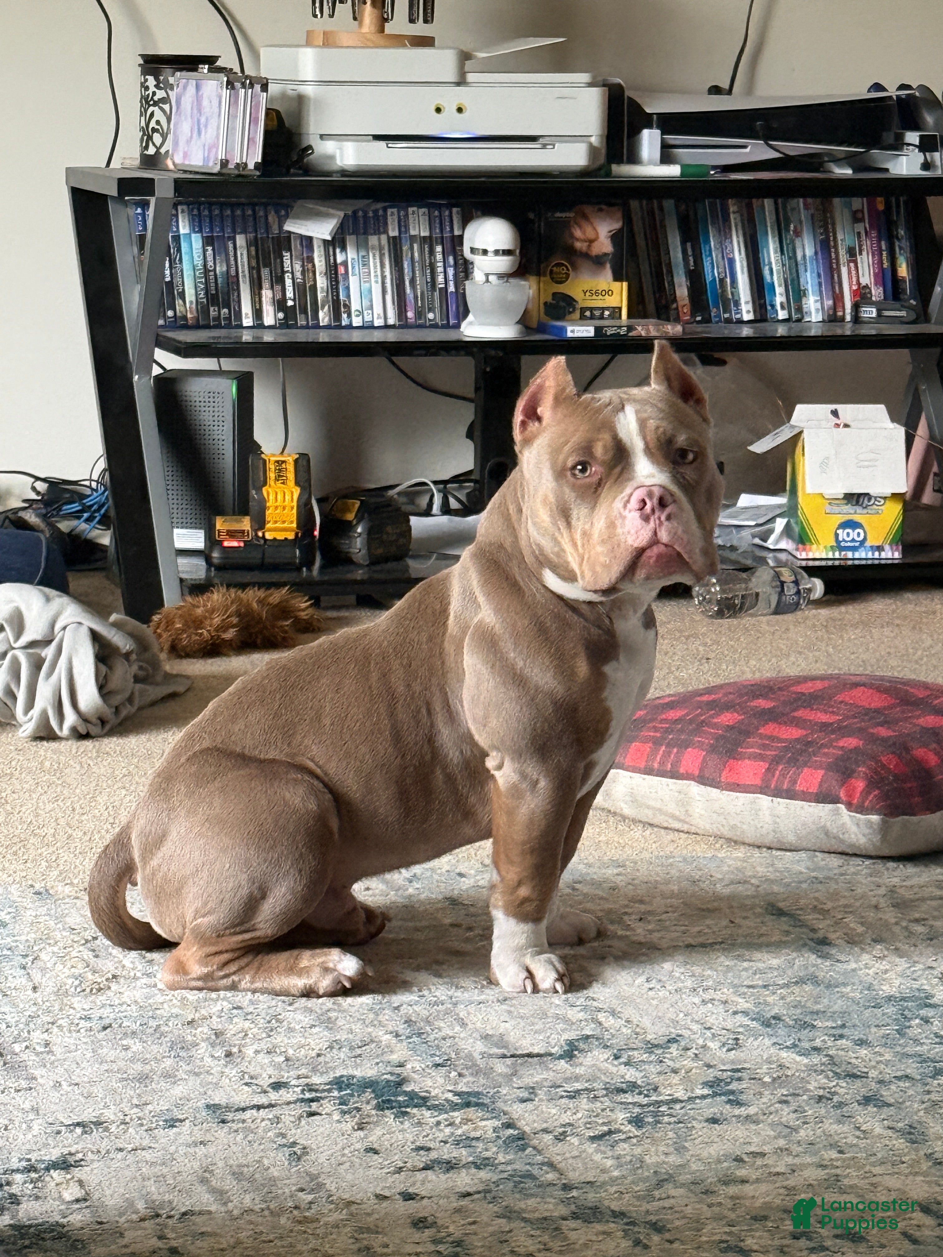 American Bully dogs Mouse - Ad 34