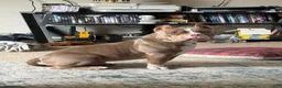 American Bully dogs for sale: Mouse - Ad 1