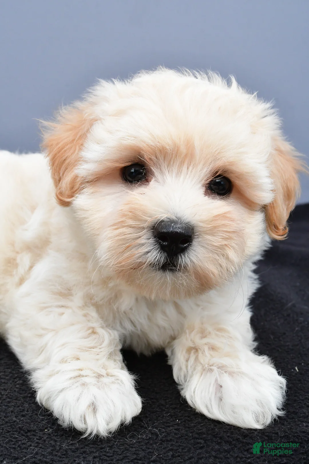 Maltipoo dogs for sale: Bella - Ad 11