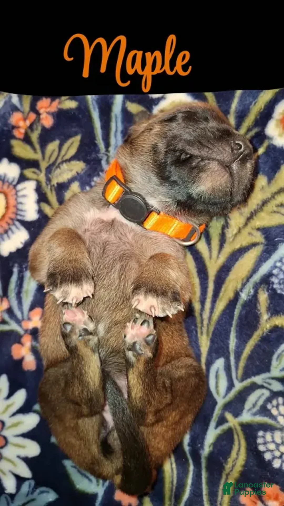 English Mastiff dogs for sale: Maple - Auburn English Mastiff Puppy - Ad 1