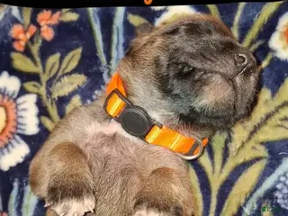 English Mastiff dogs Maple - Auburn English Mastiff Puppy - Ad 42