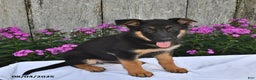 German Shepherd dogs for sale: Kelsey - Ad 21