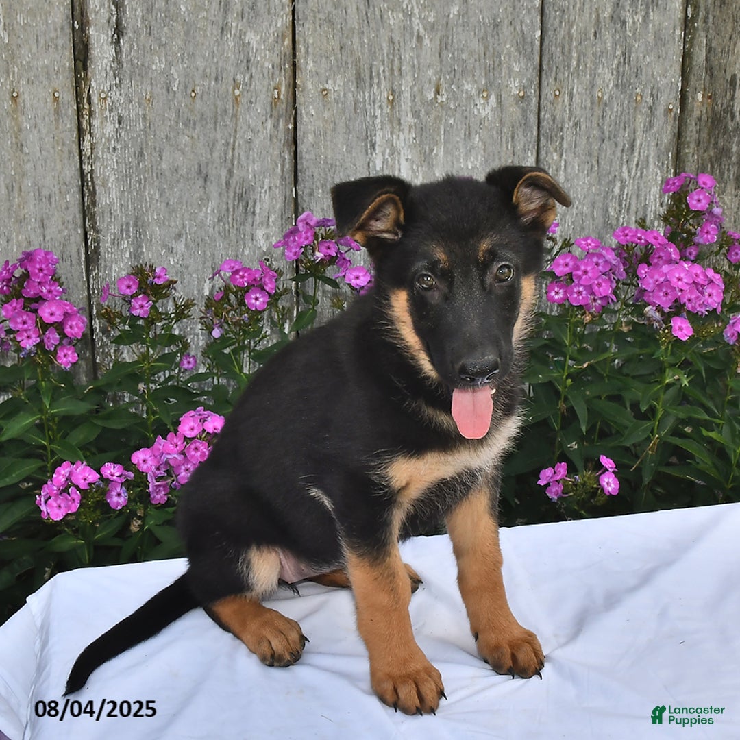 German Shepherd dogs for sale: Kelsey - Ad 21