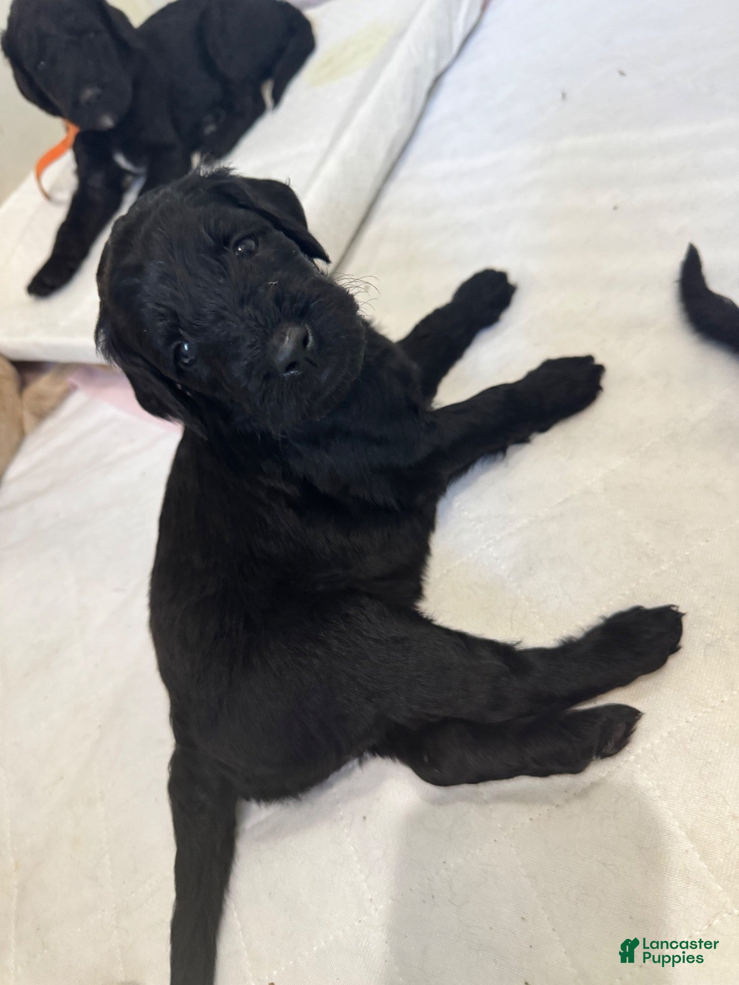 Goldendoodle dogs Goldendoodle 3 - Ad 42