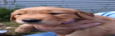 Golden Retriever 8 - Sheba