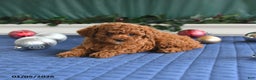 Toy Poodle dogs for sale: Penny - Ad 4