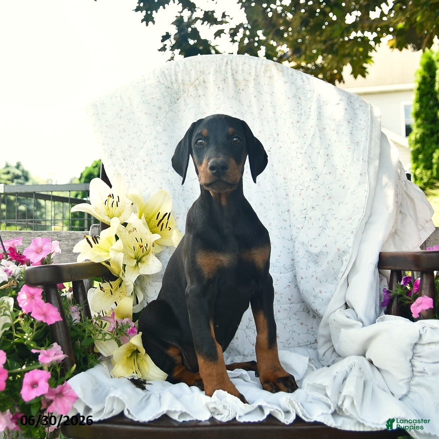 Doberman Pinscher dogs Trina - Ad 2