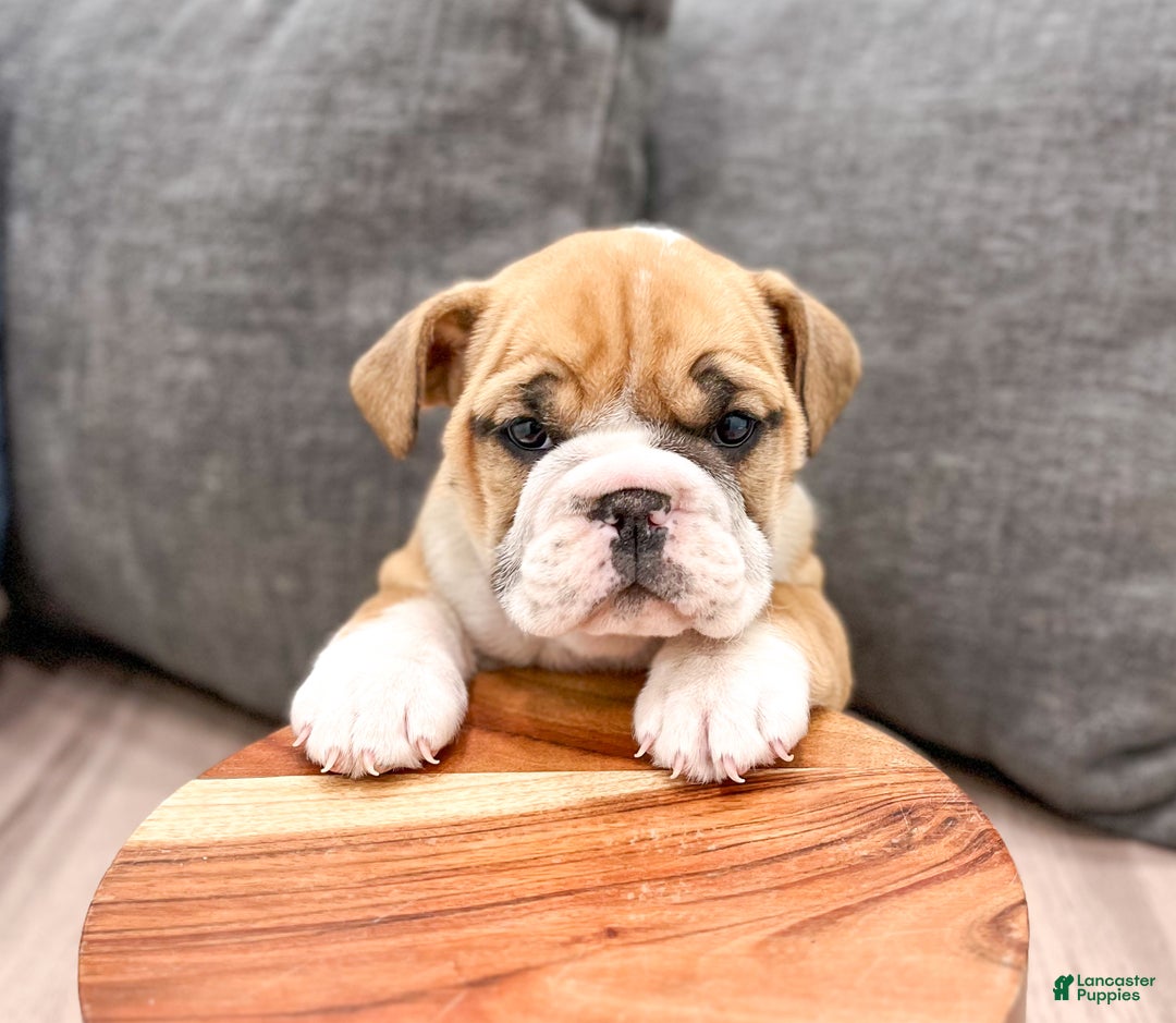 Mixed Breed dogs for sale: Cleo - Ad 2