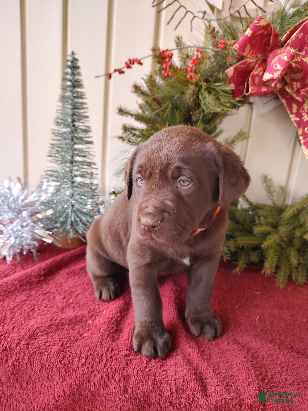Labrador Retriever dogs for sale: MILO - Ad 2