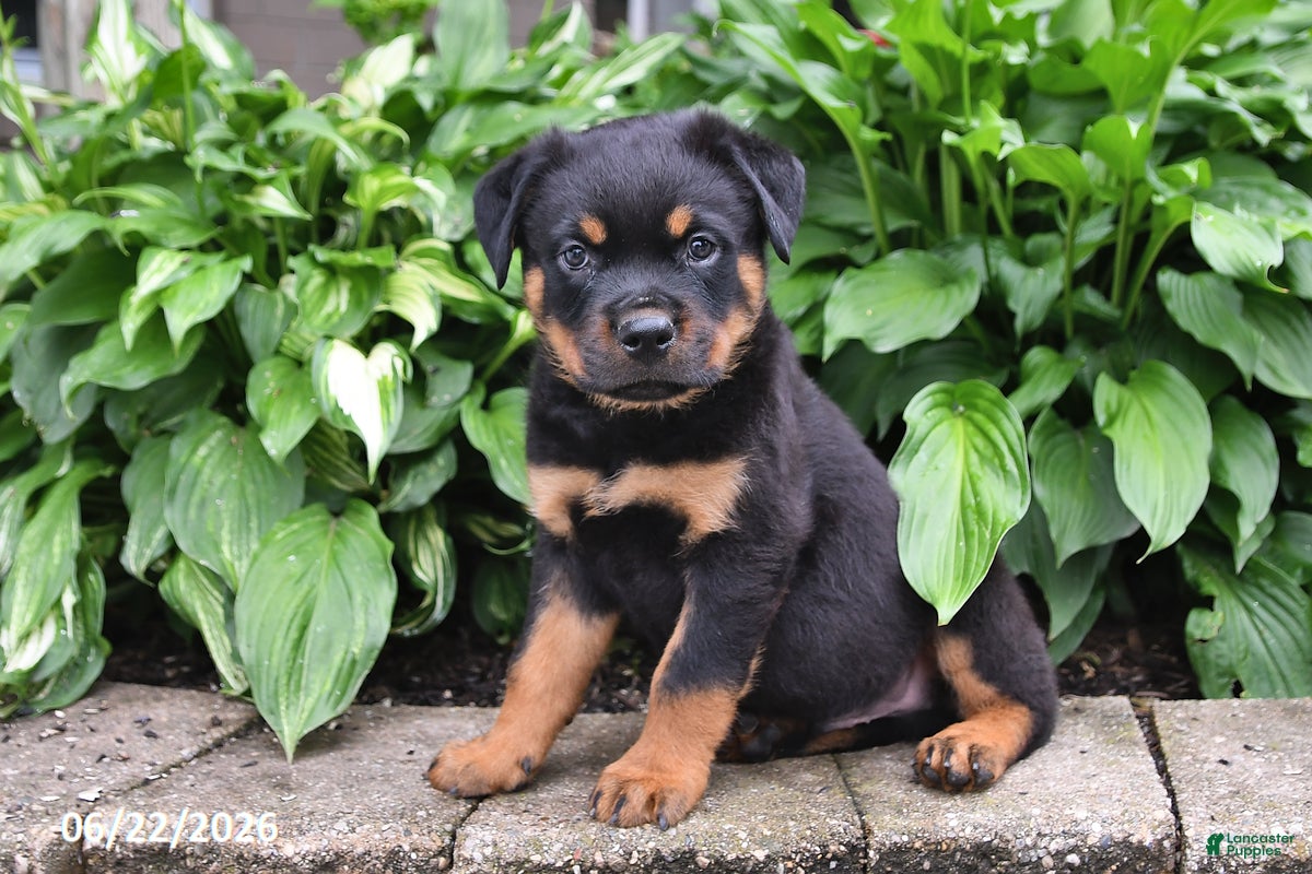 Rottweiler dogs Duke - Ad 1
