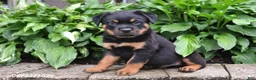 Rottweiler dogs for sale: Duke - Ad 1