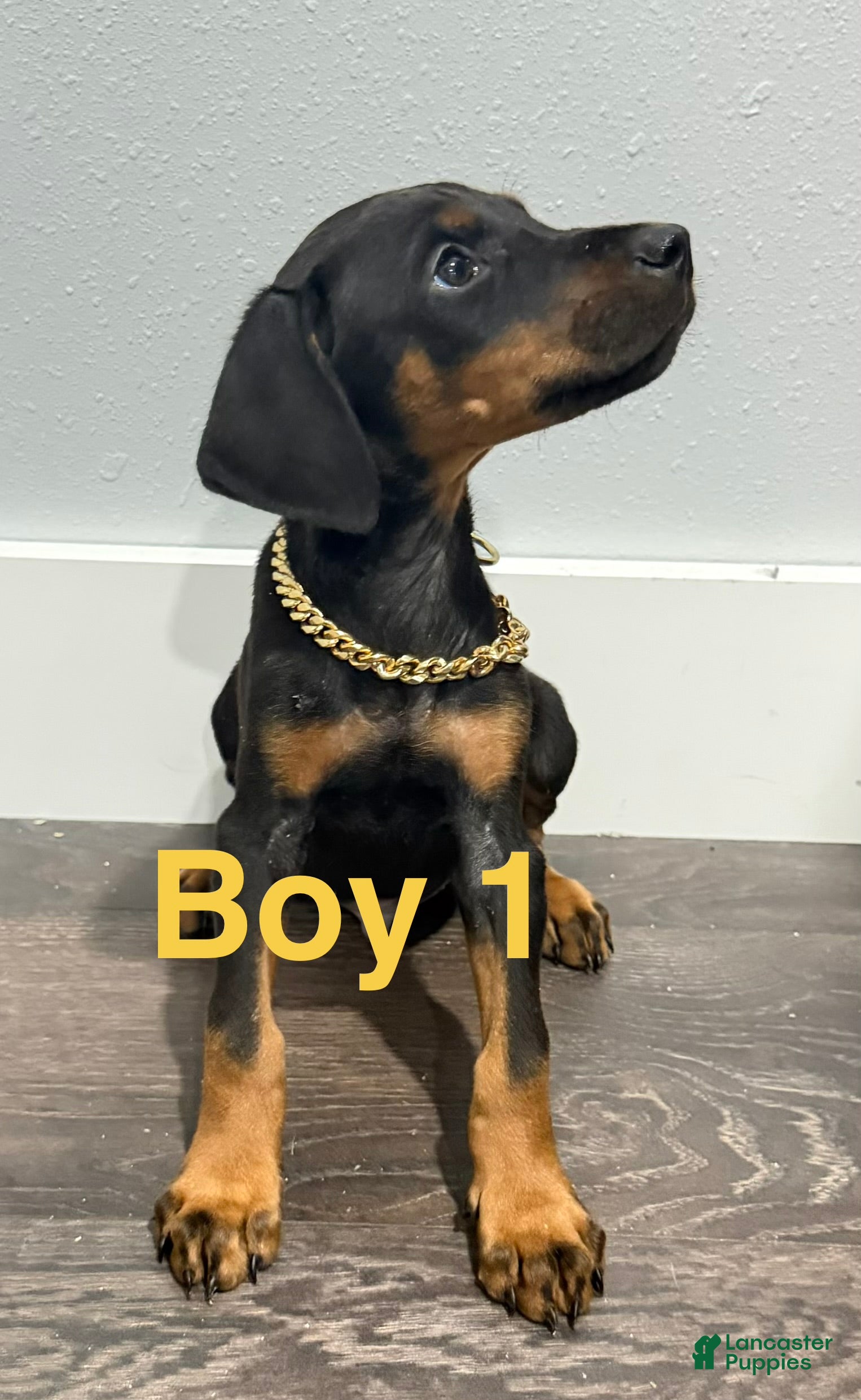 Doberman Pinscher dogs Doberman Pinscher 1 - Ad 2
