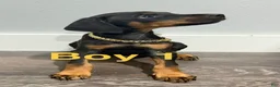 Doberman Pinscher dogs for sale: Doberman Pinscher 1 - Ad 2
