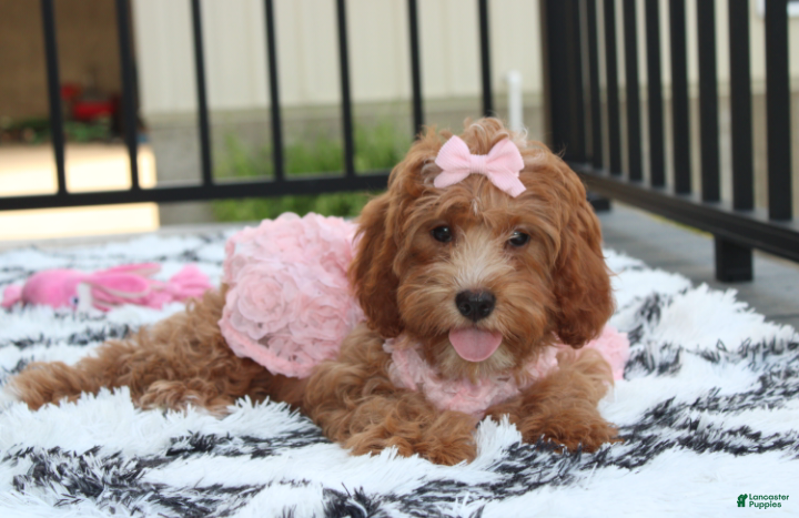 Cockapoo dogs Felicity  - Ad 2