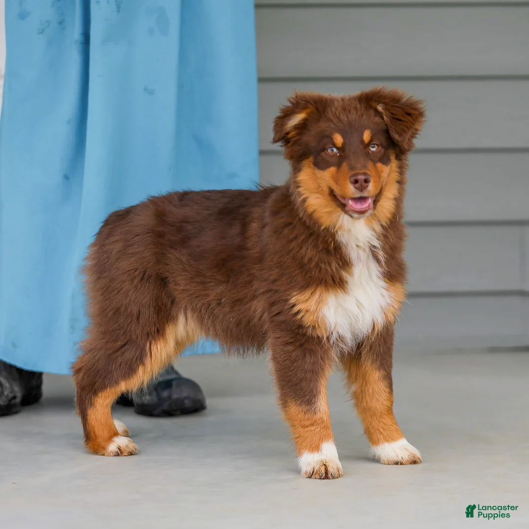 Australian Shepherd dogs for sale: Pippa - Ad 3