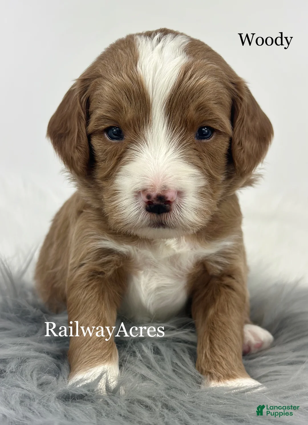 Mixed Breed dogs for sale: Woody - Ad 1