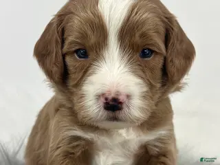 Mixed Breed dogs Woody - Ad 36