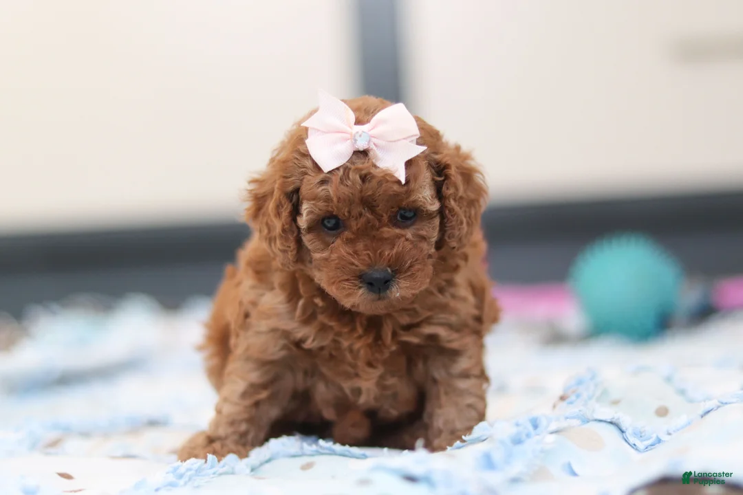 Cavapoo dogs for sale: Lulu - Ad 5