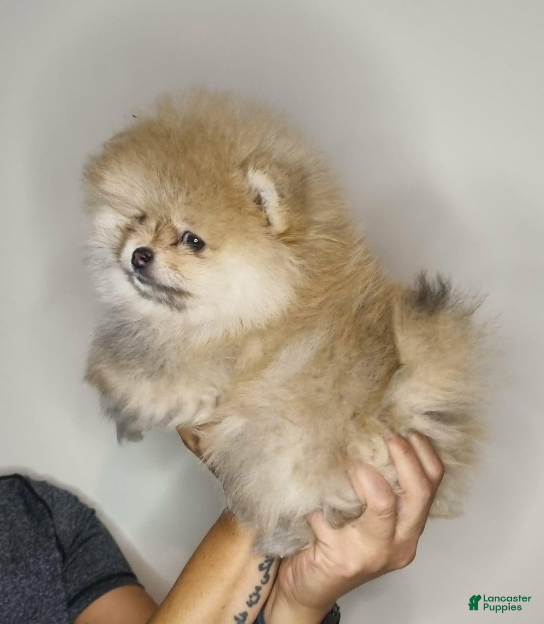 Pomeranian dogs for sale: Sofia - Ad 18