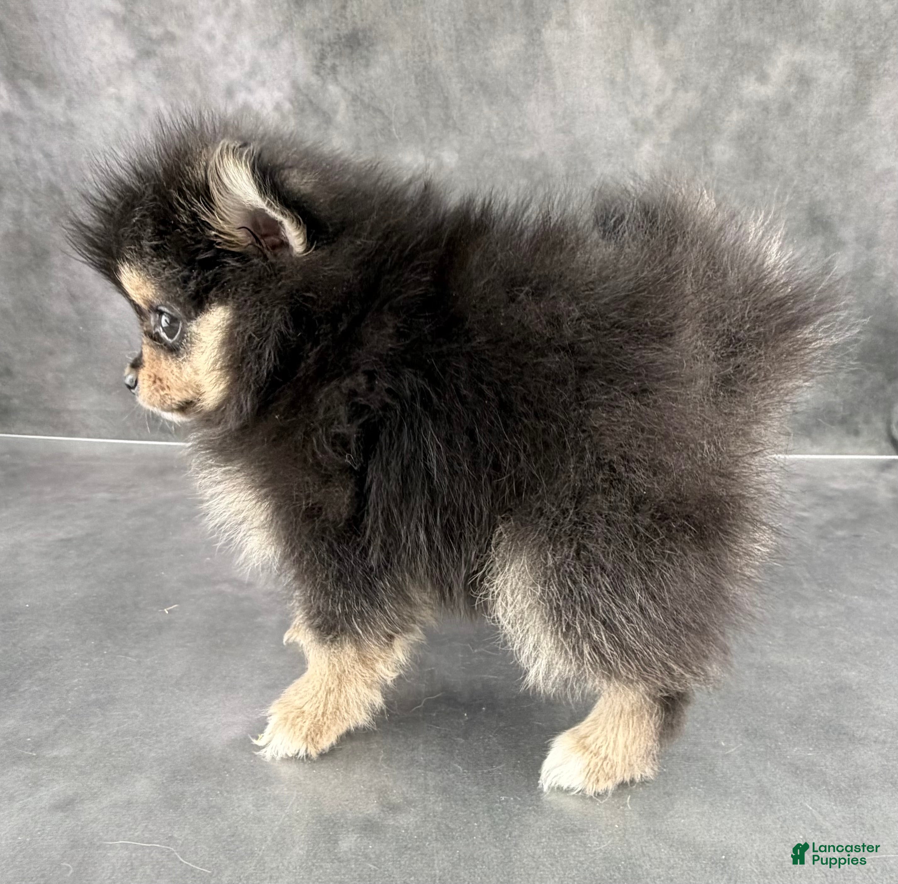 Pomeranian dogs Cleo AKC - Ad 2