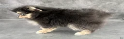 Pomeranian dogs for sale: Cleo AKC - Ad 2