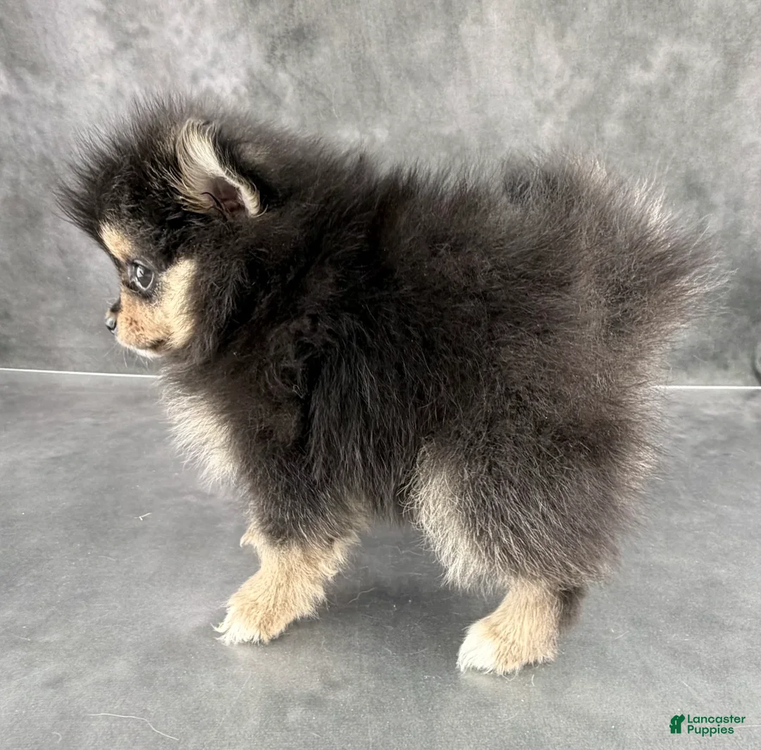 Pomeranian dogs for sale: Cleo AKC - Ad 2