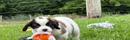 Saint Bernard dogs for sale: Betsy  - Ad 3