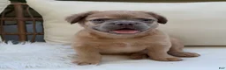 French Bulldog dogs for sale: Slate - Ad 3