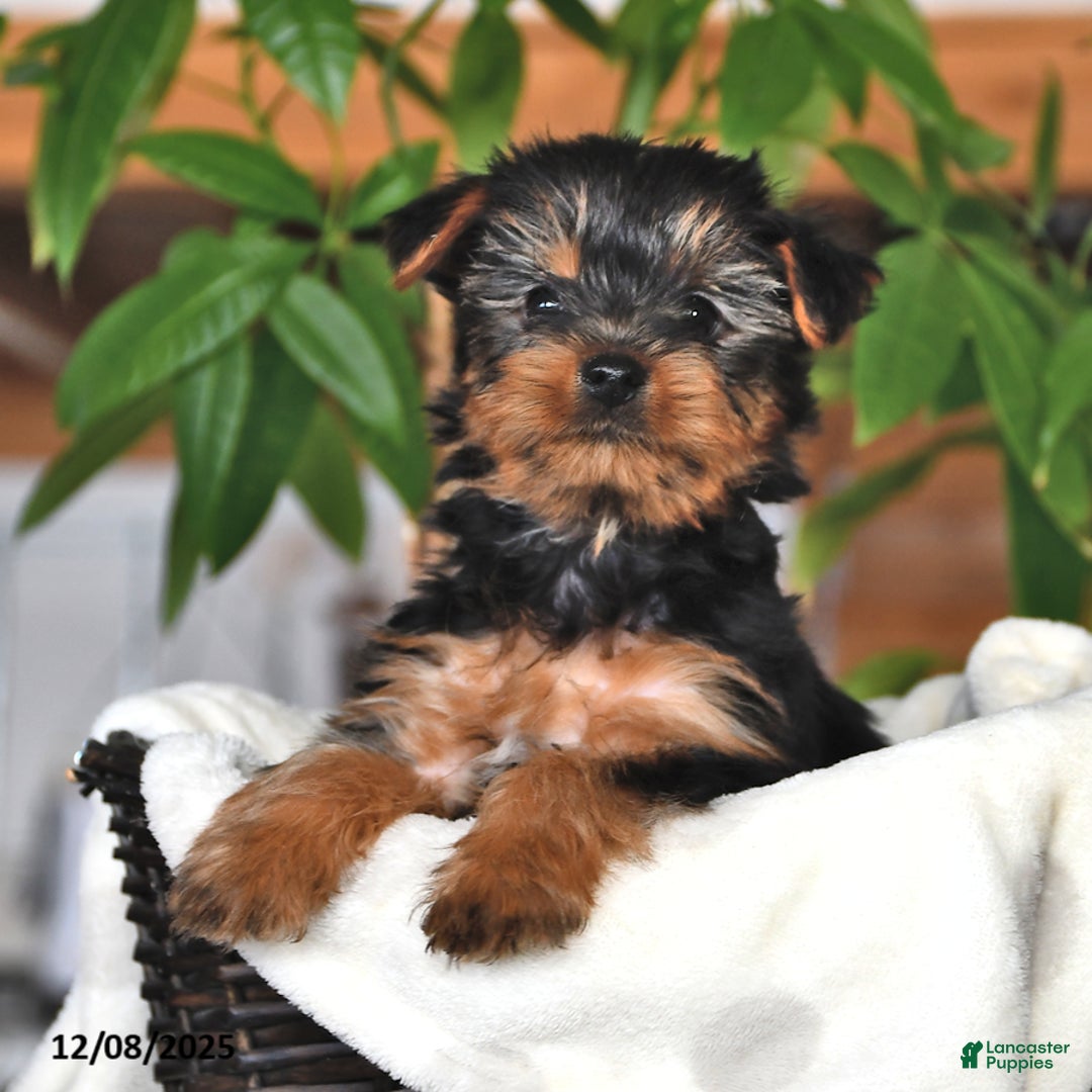 Yorkshire Terrier dogs for sale: Butterfly - Ad 1