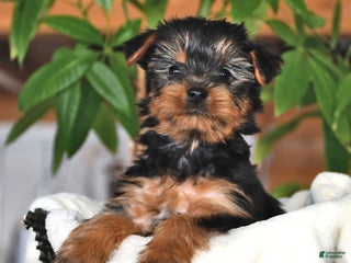 Yorkshire Terrier dogs Butterfly - Ad 24