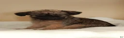 Brussels Griffon dogs for sale: Brussels Griffon 1 - Ad 2