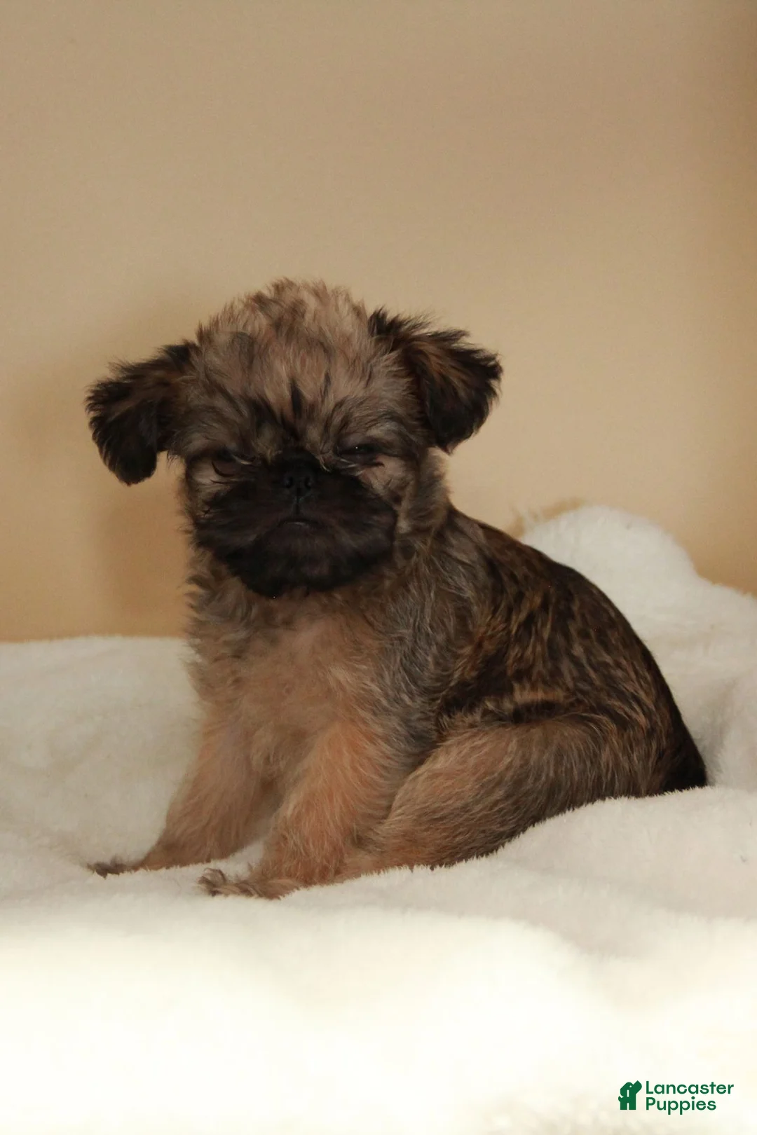 Brussels Griffon dogs for sale: Brussels Griffon 1 - Ad 2