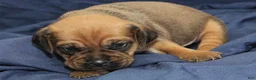 Puggle dogs for sale: Copper - Ad 1