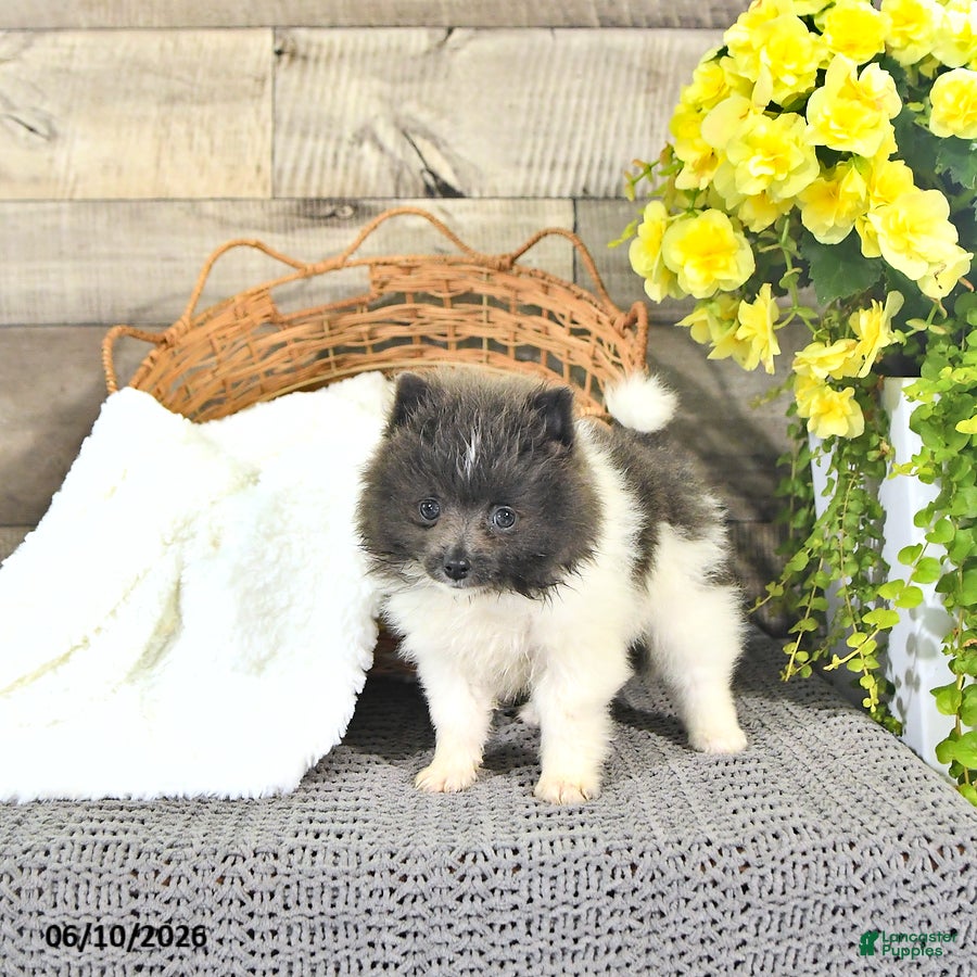 Pomeranian dogs Corey - Ad 1