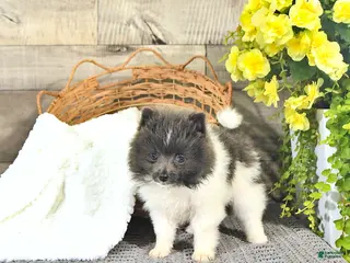 Pomeranian dogs for sale: Corey - Ad 1