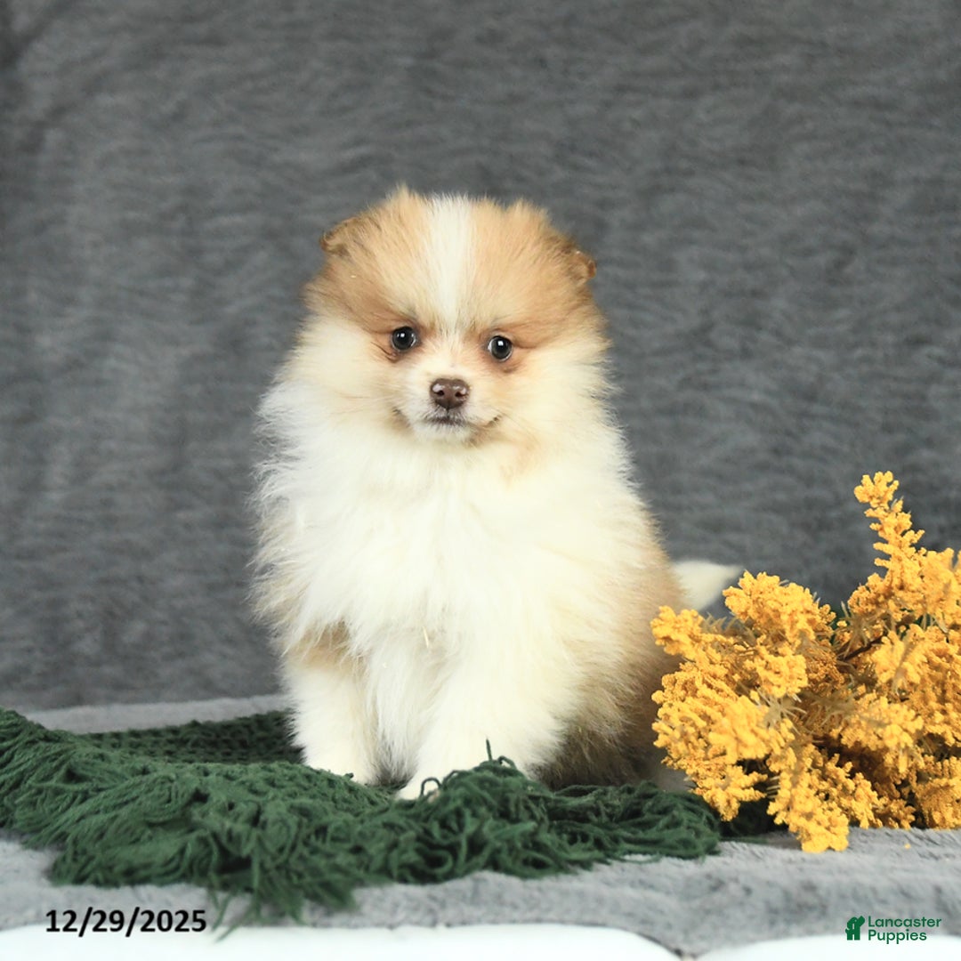 Pomeranian dogs for sale: Felix - Ad 2