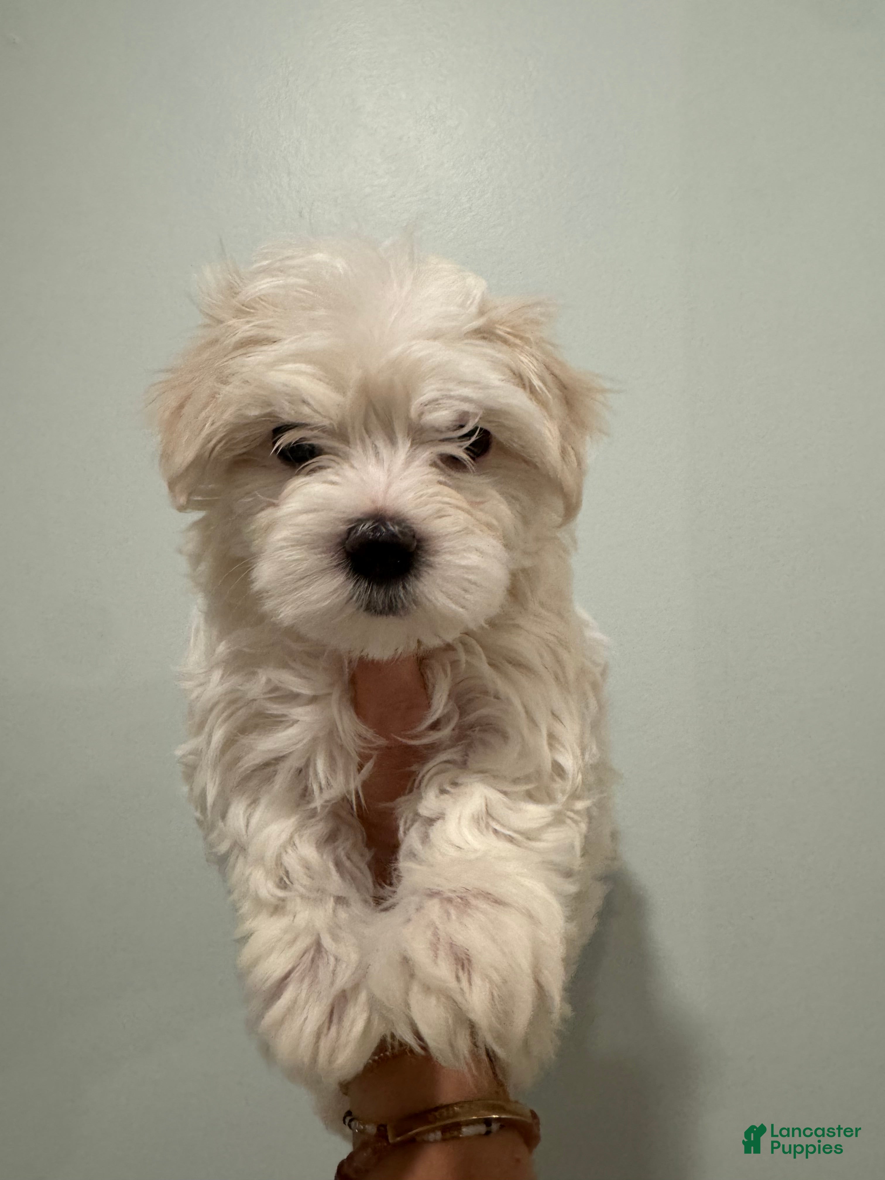 Maltese dogs Snowball - Ad 35