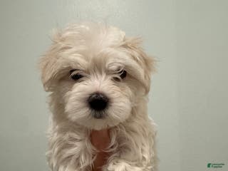 Maltese dogs Snowball - Ad 35