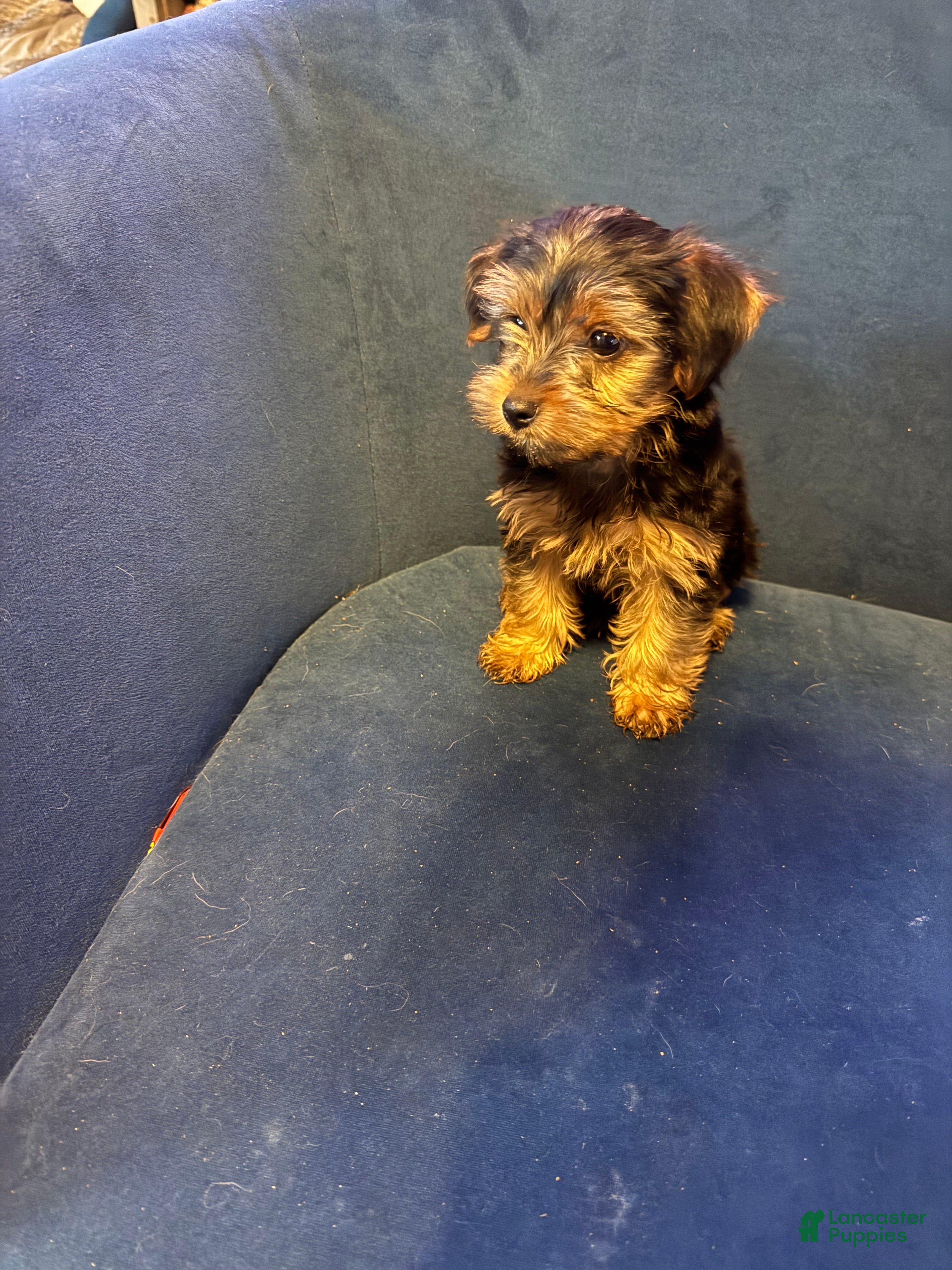 Yorkshire Terrier dogs Tiny Goliath  - Ad 2