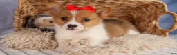 Welsh Corgi Pembroke dogs for sale:  Brusier 🐶 - Ad 1