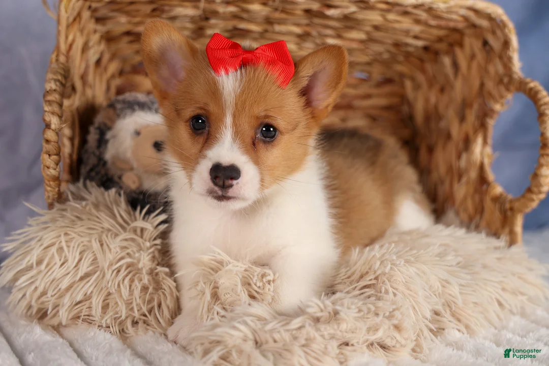 Welsh Corgi Pembroke dogs for sale:  Brusier 🐶 - Ad 1